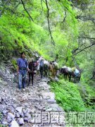 昌都地区左贡县碧土乡：大山深处花开更艳