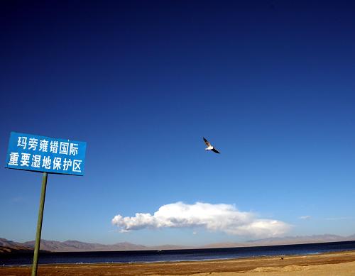 2009年6月4日，一只红嘴鸥在位于西藏阿里地区的“神湖”玛旁雍措湿地保护区上空飞翔。近年来，西藏加大生态保护力度，每年都有几十万只水鸟飞到西藏境内的大、小湖泊内过冬。