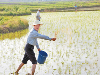 湖南浏阳市委书记在农村租田种水稻(图)