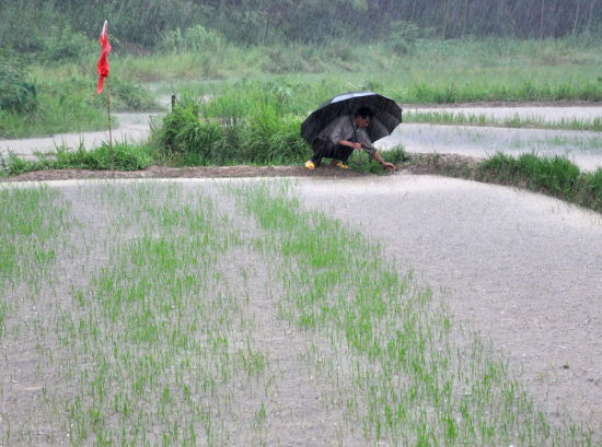 6月6日，村民在江西德兴市泗洲镇立新村冒雨打开农田的放水口。新华社 胡敦煌 摄