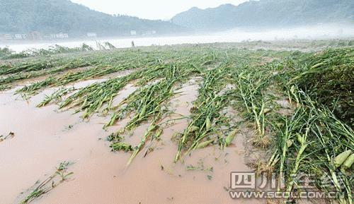 四川达州遭遇特大暴雨铁索桥被洪水冲毁(图)