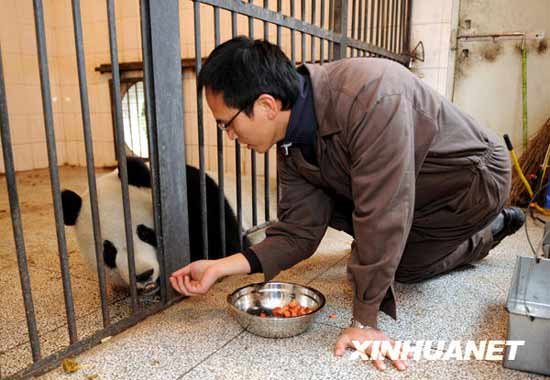 组图：台湾饲养员学习照顾赠台大熊猫