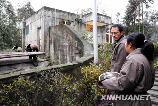 组图：台湾饲养员学习照顾赠台大熊猫