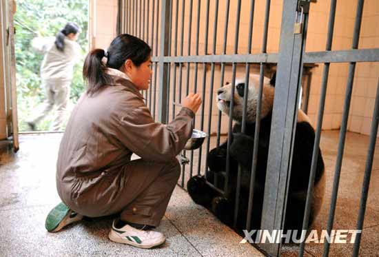 组图：台湾饲养员学习照顾赠台大熊猫