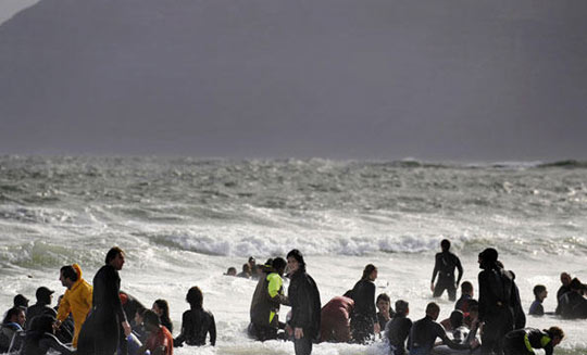 组图：数十头巨头鲸在南非海滩搁浅