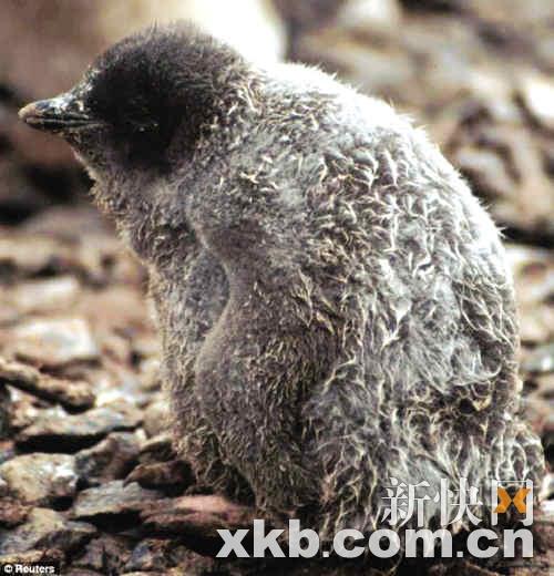 南极反常暴风雨致万只小企鹅被冻死(组图)