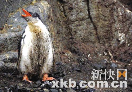 南极反常暴风雨致万只小企鹅被冻死(组图)