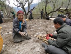 贡觉县建立土豆种植基地