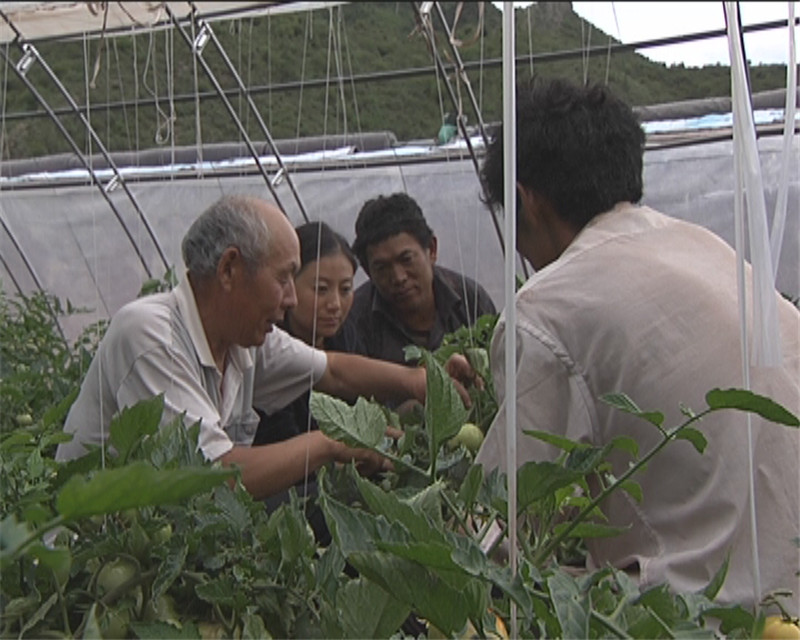 昌都县城郊蔬菜大棚 之专家教导农牧民种植蔬菜