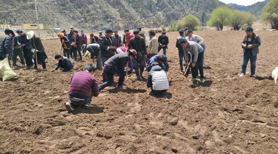 大力推广当归种植 打造中药材种植基地