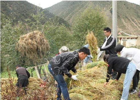 青稞成熟季 收获民族情——左贡县组织全体干部职工到旺达镇各村（居）开展助农收割活动