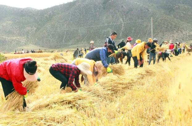 “藏东粮仓”，迈步农业现代化