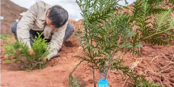 “植物大熊猫”崖柏在西藏昌都完成异地适应性栽培