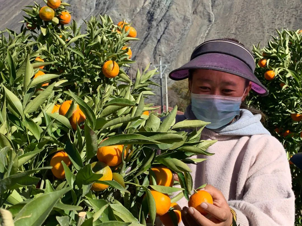 芒康县：绿色发展按下“快进键” 经济林产“质效”双增